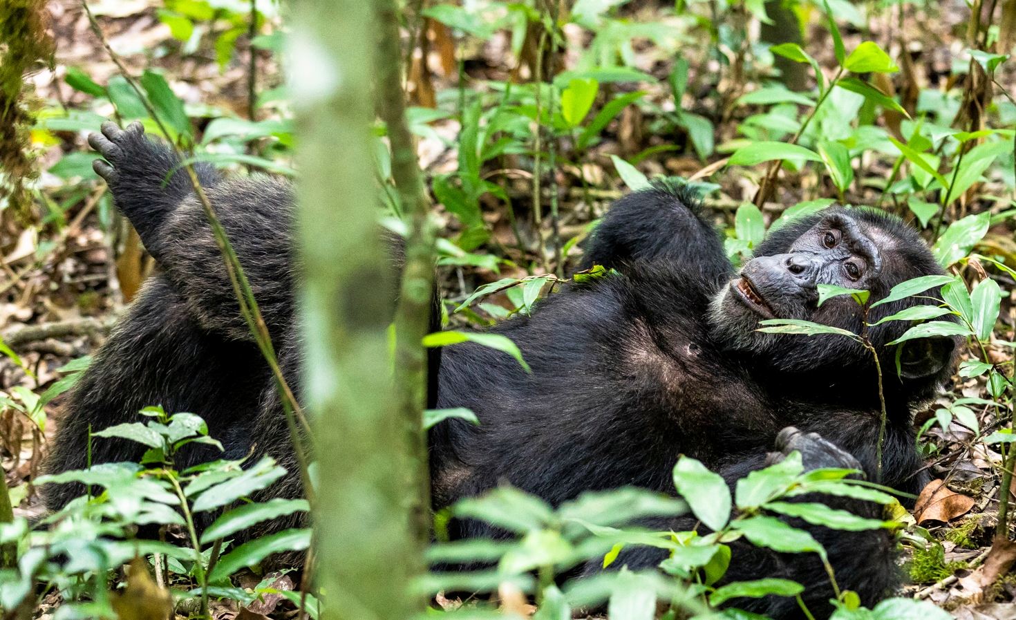 Chimpanzee