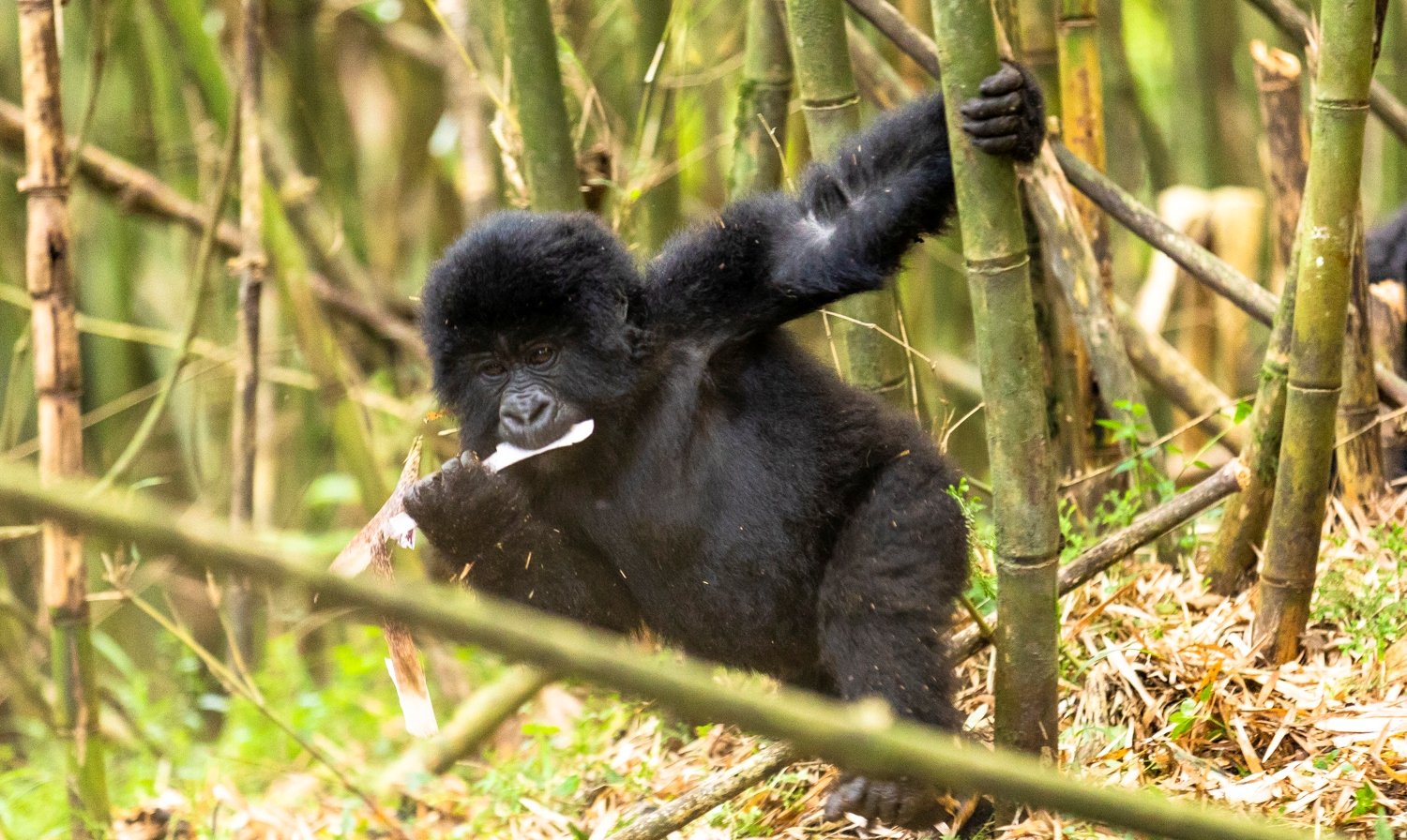 Gorilla in Uganda