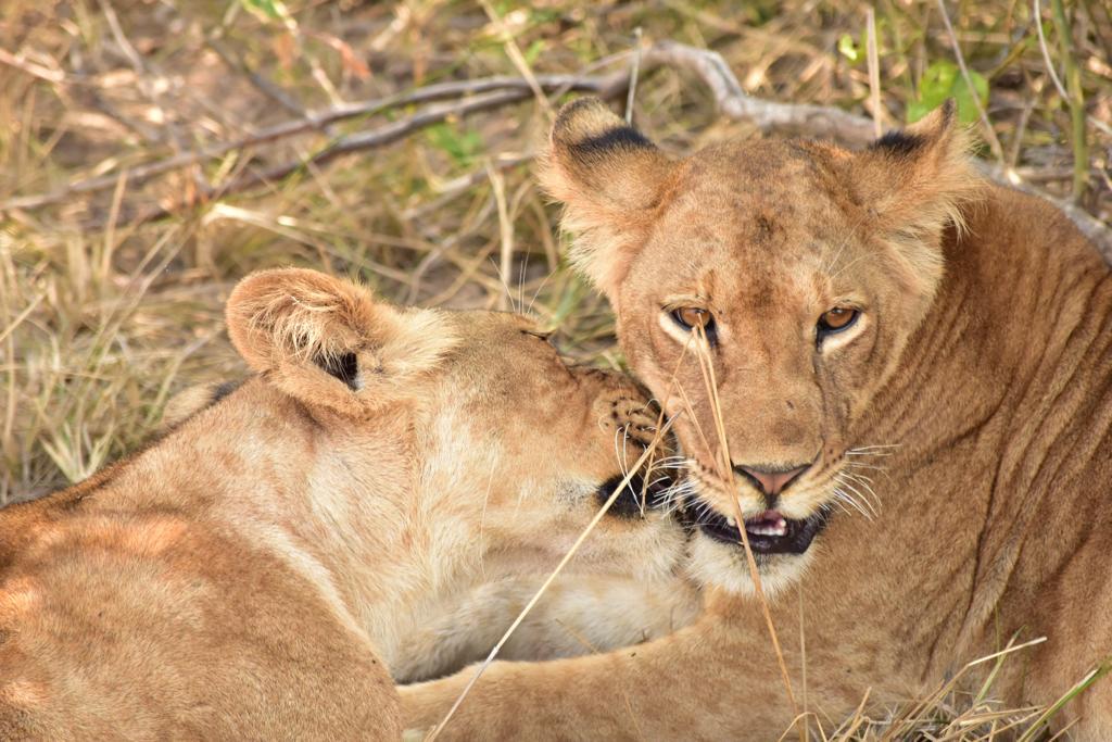 Safari Image