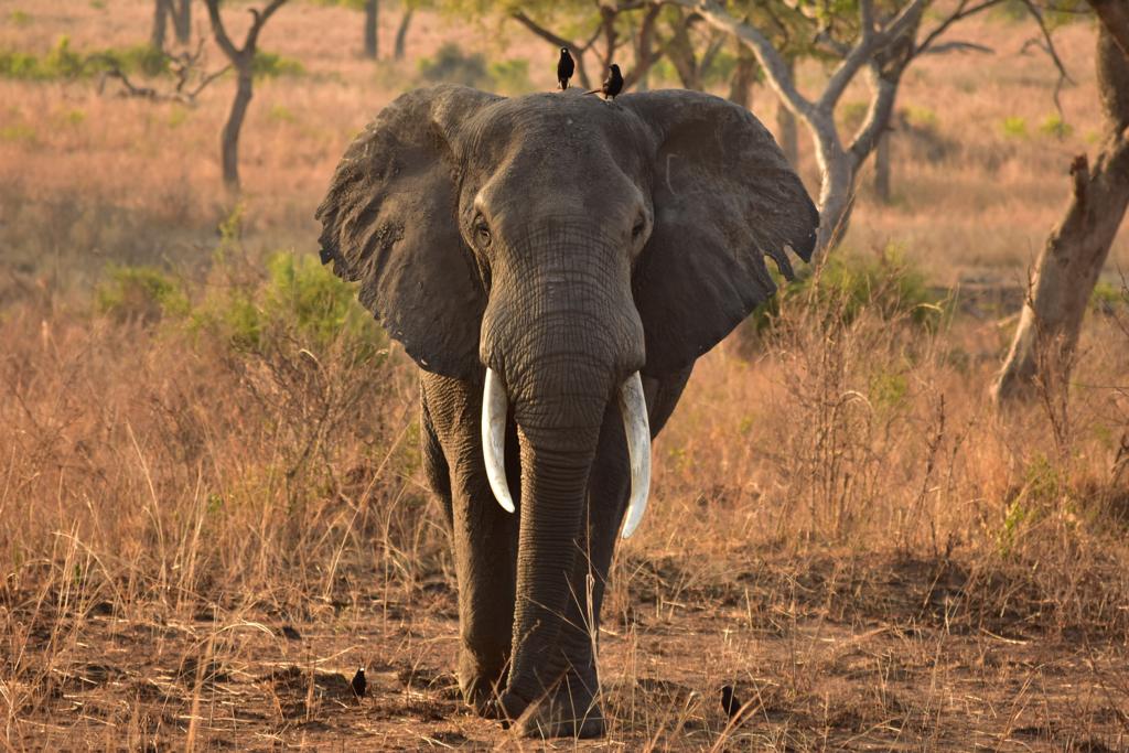Safari Image