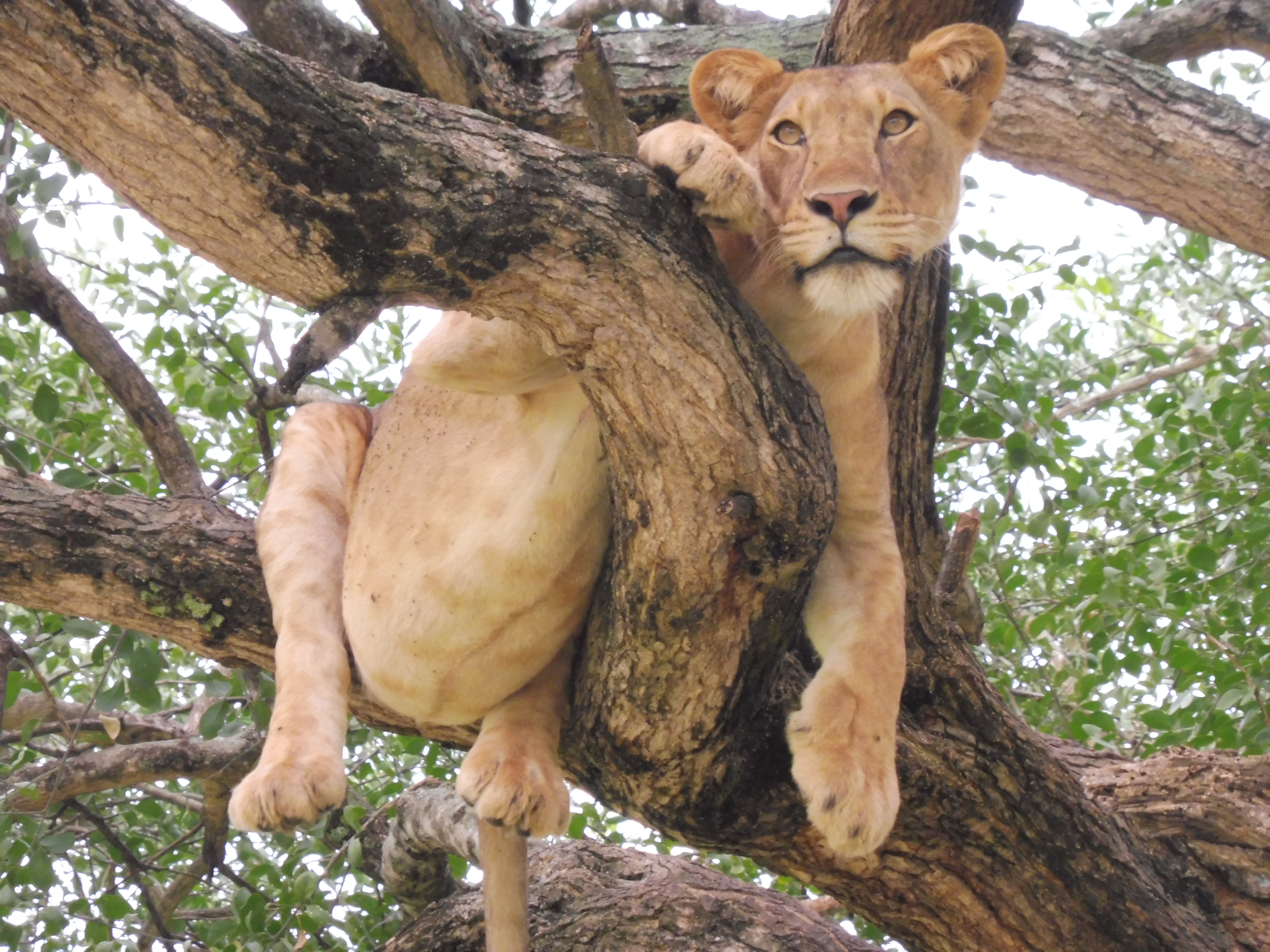 Safari Guide